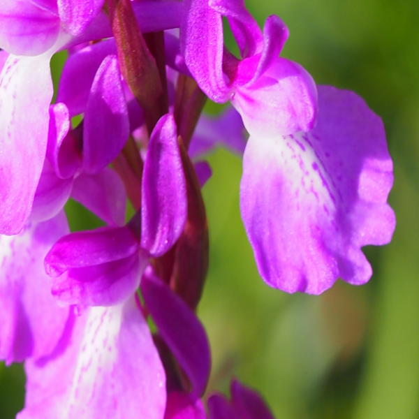 Anacamptis palustris